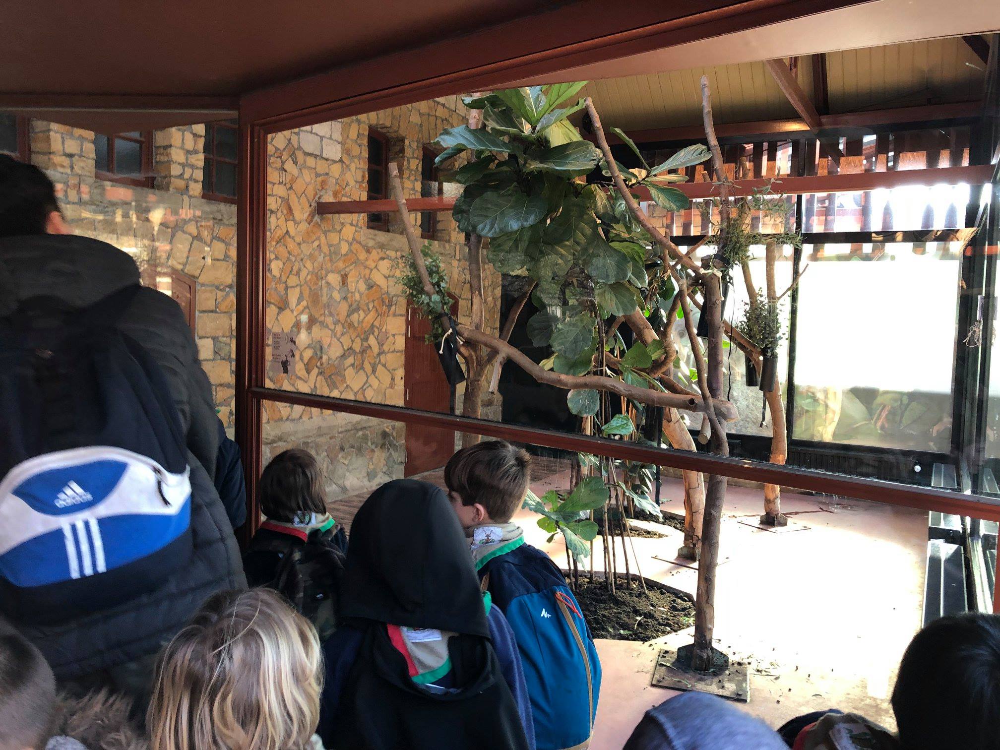 Sint-Martinus den XIIde - Zoo Antwerpen Kapoenen